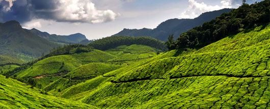 Munnar Tour Packages Munnar Tour Packages