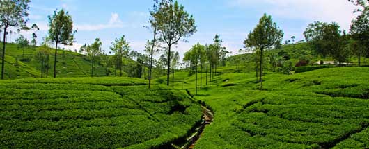 Ooty Tour Packages Ooty Tour Packages
